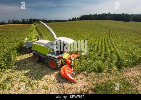 Moderne Mähdrescher Harvester entladen grünen Mais in die Lastwagen Stockfoto