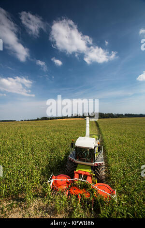 Moderne Mähdrescher Harvester entladen grünen Mais in die Lastwagen Stockfoto