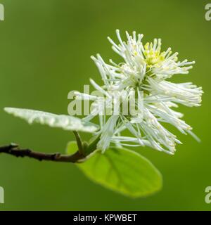 Großer Federbuschstrauch / Fothergilla major Stockfoto