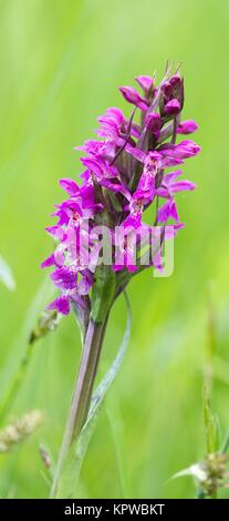 Breitblättrige Orchidee / westliche Sumpforchidee Stockfoto