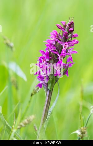 Breitblättrige Orchidee / westliche Sumpforchidee Stockfoto