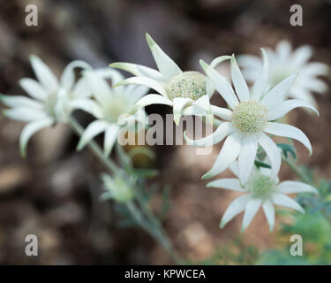 Bündel Flanell Blumen auf der Anlage. Eine einheimische australische blühende Pflanze. Stockfoto