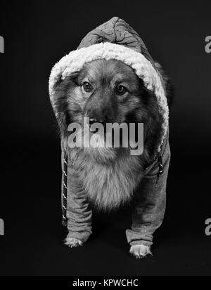 Cooler Hund mit Kapuze hoodie Keeshond Stockfoto