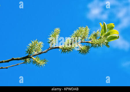 Der junge Knospen auf den Zweig eines Baumes Stockfoto