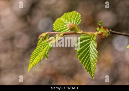 Der junge Knospen auf den Zweig eines Baumes Stockfoto