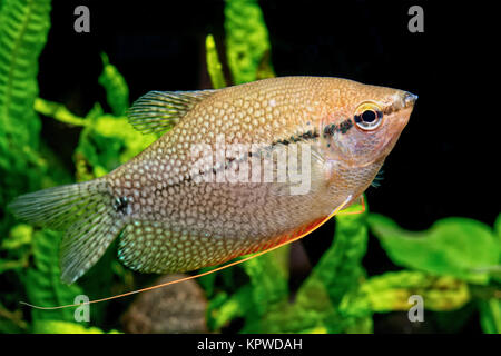 Pearl gurami (Trichopodus leeri) Stockfoto