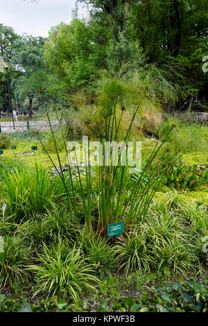 Hohes Dach Papyrus (Cyperus alternifolius) im Feuchtgebiet Pflanzen in der Jardín Botánico del Bosque de Chapultepec (Chapultepec Botanic Gardens) i Stockfoto