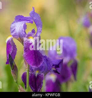 Blaue Schwertlilie/blaue Iris Stockfoto