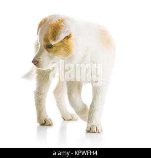 Border-Collie-Welpen Stockfoto