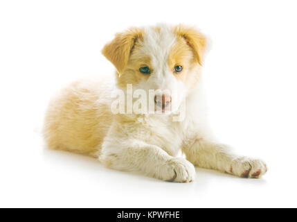 Border-Collie-Welpen Stockfoto