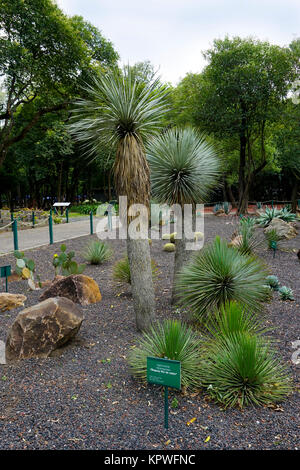 (Maguey Agave Stricta) Jardín Botánico del Bosque de Chapultepec (Chapultepec Botanic Gardens) in Chapultepec Park, Mexiko City, Mexiko Stockfoto