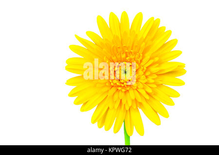 Schöne Daisy Gerbera Blume isoliert auf weißem Hintergrund Stockfoto