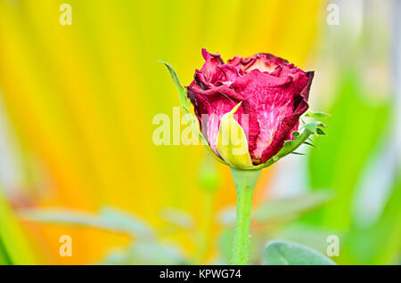 Getrocknete rote Rose. Stockfoto
