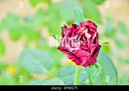 Verblasste Rose isoliert Stockfoto
