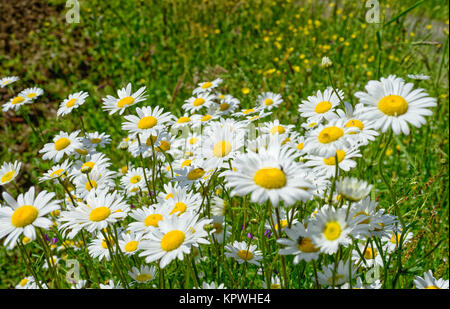 Feld mit vielen Blumen Gänseblümchen Stockfoto