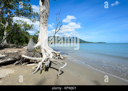 Küstenerosion ausgesetzt die Wurzeln dieses Paperbark Baum (Melaleuca), Kewarra Beach, Far North Queensland, FNQ, QLD, Australien Stockfoto