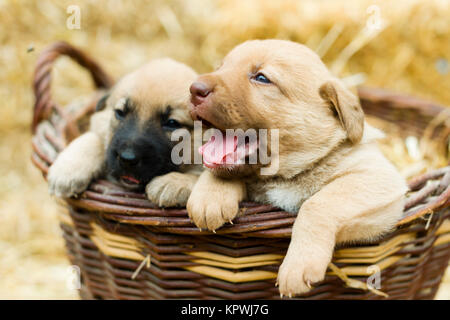 Adorable Gruppe von süßen Labrador Welpen spielen im Stroh einen Hof Stockfoto