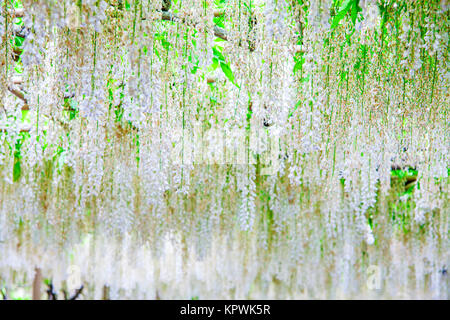 Schöner Frühling Blumen Serie, Wisteria Gitter im Garten Stockfoto