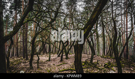 Grove von seltsam geformte Bäume auf krummen Wald Stockfoto