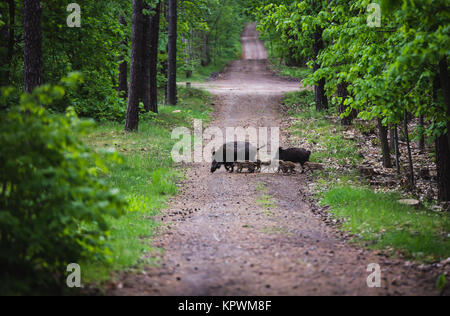 Wildschwein mit Rookies im Wald Stockfoto