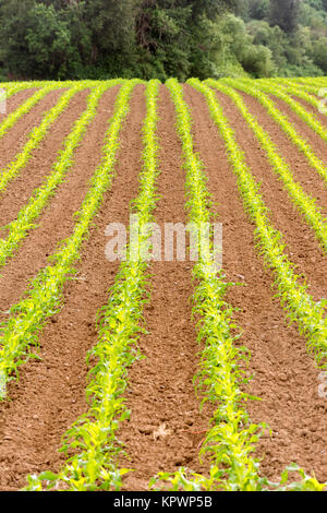 Bauern Feld Mais Oregon Landwirtschaft Lebensmittel Züchter Stockfoto