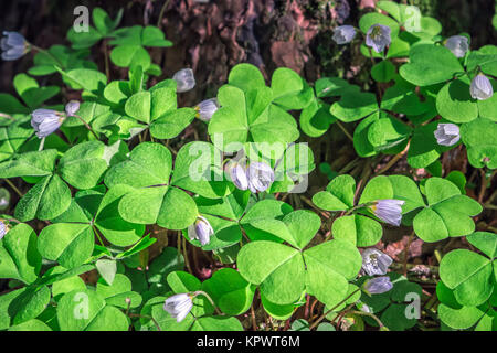 Oxalis Blumen während der Blütezeit im Wald Stockfoto