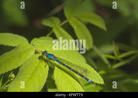 Damselfly ruht auf Blätter Stockfoto