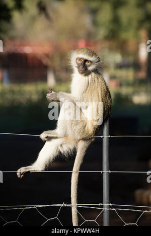 Affe sitzt auf Zaun Stockfoto