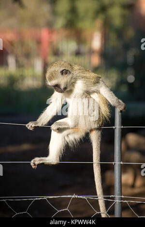 Affe posiert auf Zaun Stockfoto