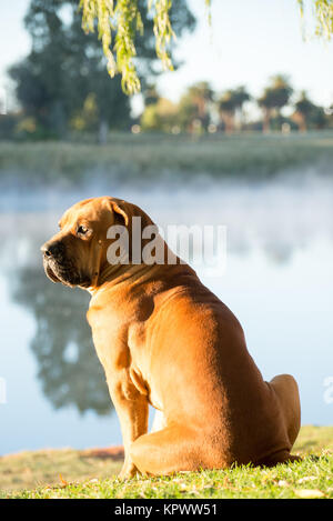 Boerboel Hund von Baum am Ufer Stockfoto