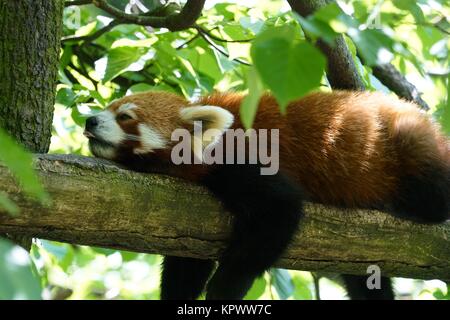 Kleiner Panda schlafend auf einem Baumstamm Stockfoto