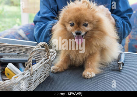 Pomeranian Spitz Hund ist gepflegt Stockfoto