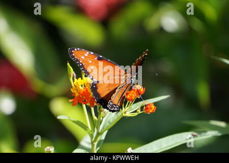 Eine Königin Schmetterling (Danaus qilippus) Fütterung auf tropische Wolfsmilch Stockfoto