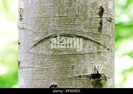 Alles sehende Auge Gottes auf einen Baum Rinde Stockfoto