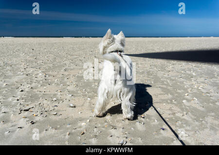 West Highland White Terrier, kleinen weißen Hund am Strand, zerren an der Hundeleine Stockfoto