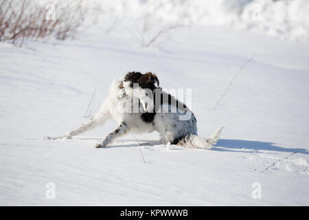 Ein Welpe der russischen Hund wandern im Winter Landschaft Stockfoto