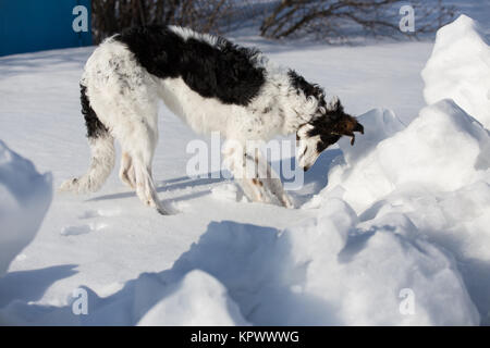 Ein Welpe der russischen Hund wandern im Winter Landschaft Stockfoto