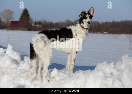 Ein Welpe der russischen Hund wandern im Winter Landschaft Stockfoto