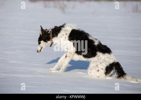 Ein Welpe der russischen Hund wandern im Winter Landschaft Stockfoto