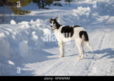 Ein Welpe der russischen Hund wandern im Winter Landschaft Stockfoto