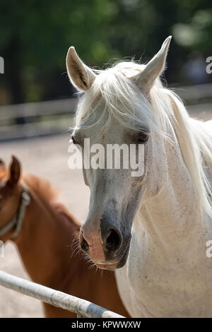 Pferd auf einer Lichtung, ein Porträt Stockfoto