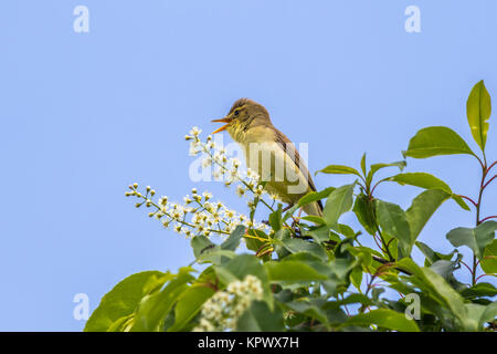 Melodiöse Warbler (Hippolais polyglotta) Stockfoto