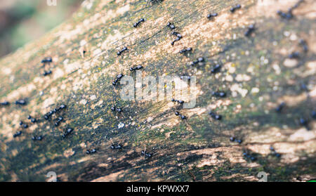 Schwarze Ameisen Stockfoto