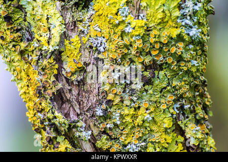 Gelbe Flechten auf Baum Stockfoto