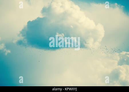 Schwarm Vögel in trüben Landschaft Stockfoto