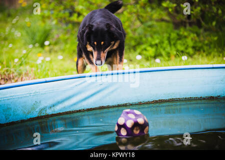 Hund warten auf Kugel im Pool Stockfoto