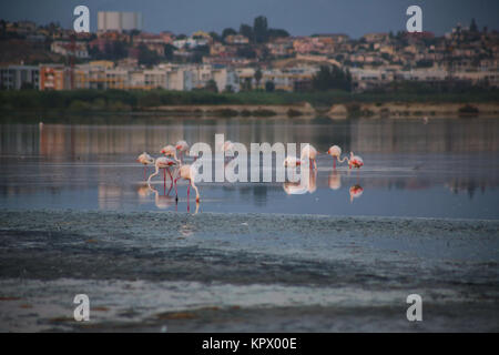 Flamingos in Cagliari Stockfoto