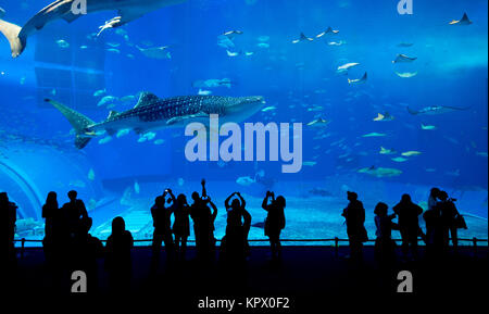 Okinawa aquarium Stockfoto