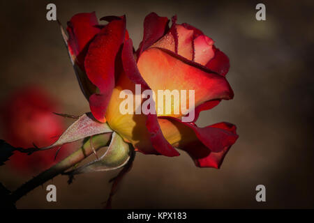 Ein einzelnes isoliertes bunte Rose bis hin in Farbe von rot an den Spitzen der Blütenblätter auf ein lebendiges Gelb in der Nähe der Stammzellen. Die rose ist teilweise geschlossen Stockfoto