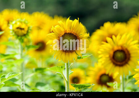 Sonnenblumen- oder Helianthus Annuus in der Farm Stockfoto